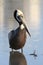 Brown Pelican - Fort Myers Beach, Florida