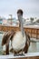 Brown Pelican on the Ft Myers Pier