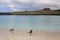 Brown pelican and Galapagos sea lion on the beach of Chinese Hat