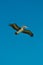 Brown pelican gliding