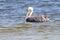 Brown Pelican Gliding in Gulf of Mexico Waters