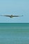 Brown pelican gliding for a landing