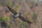 Brown Pelican gliding with open wings