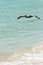 Brown pelican, gliding over a tropical seashore of sand and wavesrs,