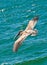 Brown pelican gliding over tropical waters