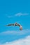 Brown pelican gliding over tropical waters