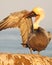 Brown Pelican Grooming Under Wing