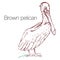 Brown pelican hand drawn vector illustration