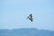 Brown pelican hovering in the sky