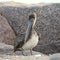 Brown Pelican immature occidentalis pelecanus