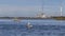 Brown Pelican and kayaker with a coal-fired power plant in the background