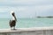 Brown pelican in Key West, Florida Keys