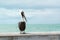 Brown pelican in Key West, Florida Keys