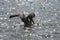 Brown Pelican Landing on Sunlit Water