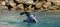 Brown Pelican landing in the water in marina in Cabo San Lucas Baja Mexico