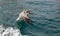 Brown Pelican landing on the water in the Sea of Cortes in Cabo San Lucas in Baja California Mexico