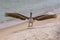 A Brown Pelican lands on the beach at the Fort Pickens` pier area