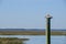 Brown pelican loafs atop a post in a marshy Atlantic inlet