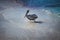 Brown pelican making its way to the beach