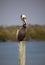 Brown Pelican (male) on Dock Post