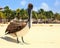 Brown pelican on mexican beach