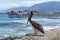 Brown pelican in the old pier of Taltal (Chile)