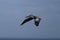 Brown Pelican over Tampa Bay #4