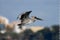 Brown Pelican over Tampa Bay #6