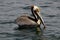 Brown Pelican, Pacific Ocean