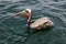 Brown Pelican, Pacific Ocean