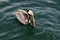 Brown Pelican, Pacific Ocean