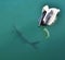 A brown pelican paddles over a large tarpon.