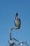 Brown Pelican Pelecanidae on a dry branch at the Gulf of Mexico, Yucatan, Mexico