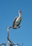 Brown Pelican Pelecanidae on a dry branch at the Gulf of Mexico, Yucatan, Mexico