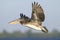 Brown pelican, pelecanus occidentalis