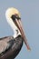 Brown Pelican (pelecanus occidentalis)