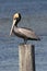 Brown Pelican (pelecanus occidentalis)