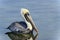 Brown pelican, pelecanus occidentalis