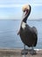 Brown Pelican Pelecanus Occidentalis