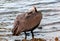 Brown Pelican (Pelecanus occidentalis), adult pelican bird sleeping in mangroves, Florida