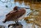 Brown Pelican (Pelecanus occidentalis), adult pelican bird sleeping in mangroves, Florida