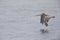 A brown pelican Pelecanus occidentalis in flight at Moss landing California.