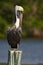 Brown Pelican, Pelecanus occidentalis, Florida, USA. Bird sitting on the tree stump above the water. Sea bird in the nature