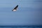 Brown Pelican Pelecanus occidentalis flying in a blue sky in Oregon over the Pacific Ocean