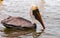 Brown Pelican (Pelecanus occidentalis), pelican bird hunts in the mangroves, Florida