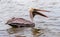Brown Pelican (Pelecanus occidentalis), pelican bird hunts in the mangroves, Florida