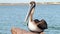 Brown Pelican, Pelecanus occidentalis, perched on granite rock at the South Jetty in Port Aransas, Texas stretches its neck and