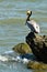 Brown Pelican Pelecanus occidentalis sitting on a rock near Panama City, feathers on its head colored yellow