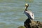 Brown Pelican Pelecanus occidentalis sitting on a rock near Panama City, feathers on its head colored yellow