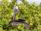 Brown Pelican, Pelecanus occidentalis urinator, sitting on mangrove over the sea in the Galapagos, Santa Cruz, Ecuador.